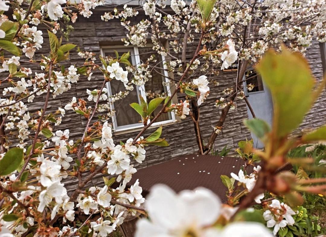 Cherry House Kazbegi Exterior foto